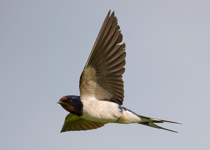 Swallow