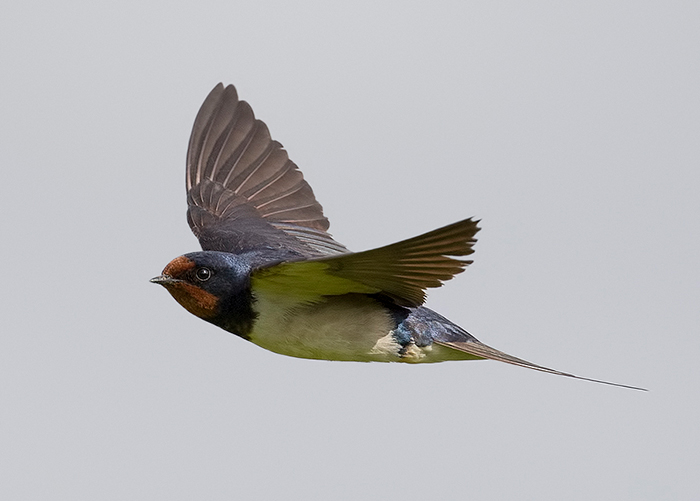 Swallow