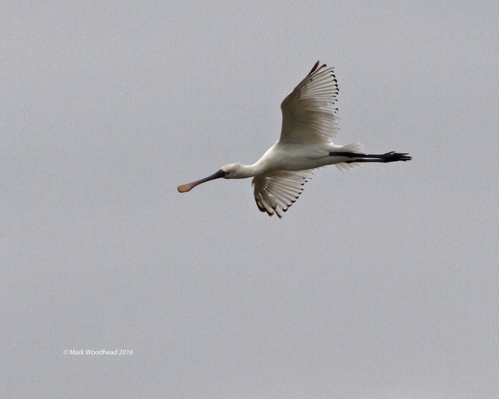 Spoonbill