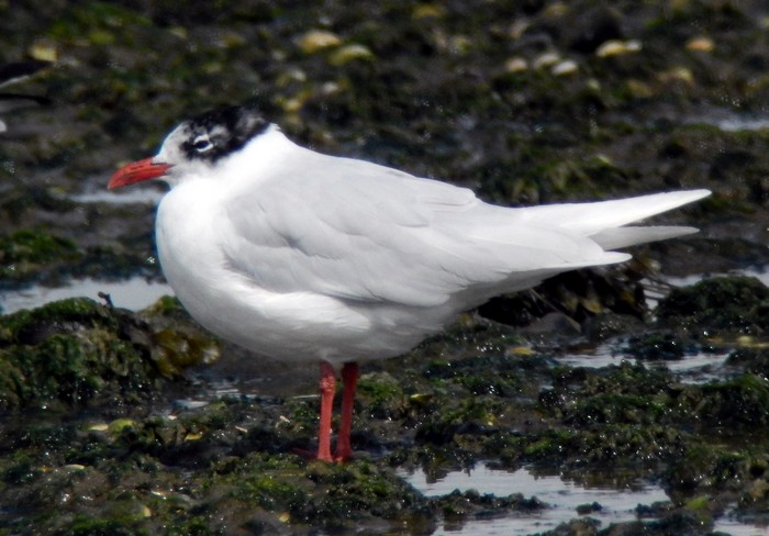 Mediterranean Gull