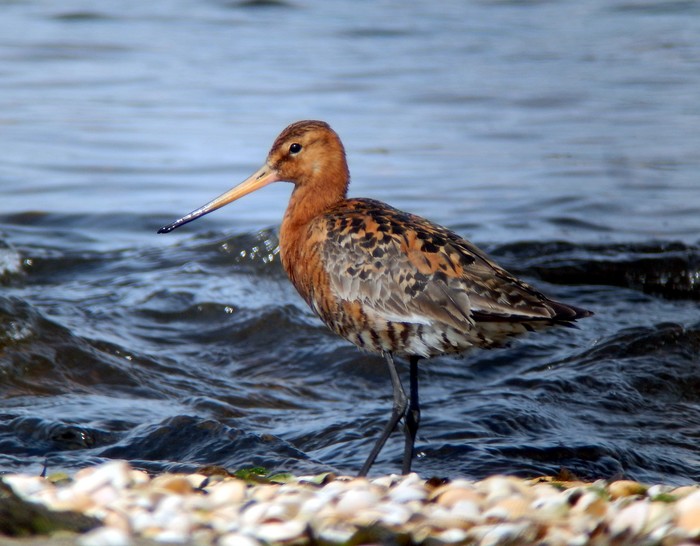 Black-tailed Godwit