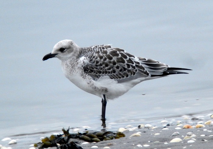Mediterranean Gull