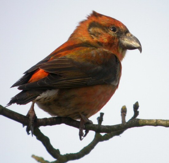 Common Crossbill