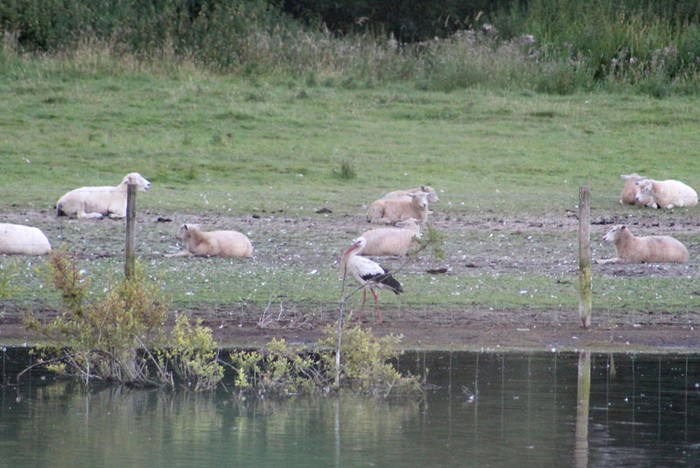 White Stork