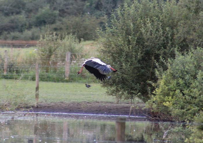 White Stork