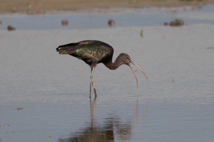 Glossy Ibis