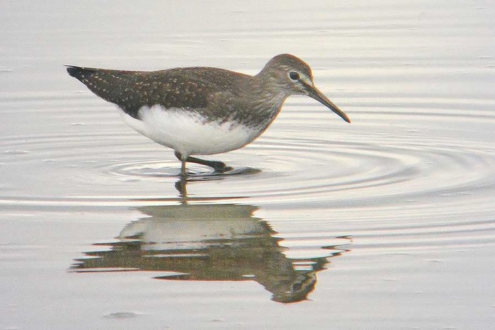 Green Sandpiper