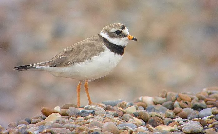 Ringed Plover