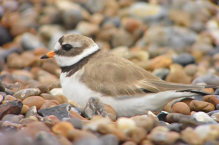 Ringed Plover