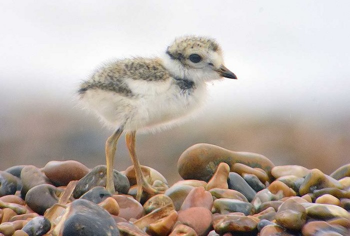 Ringed Plover