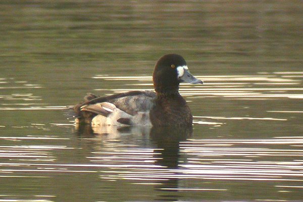 Scaup