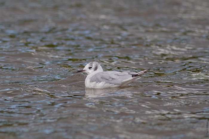 Bonaparte's Gull