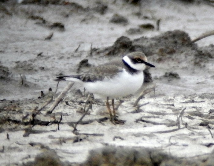 Little Ringed Plover