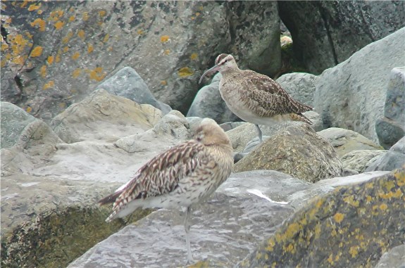 Hudsonian Whimbrel