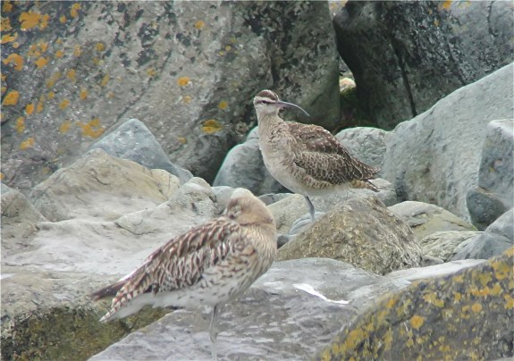 Hudsonian Whimbrel