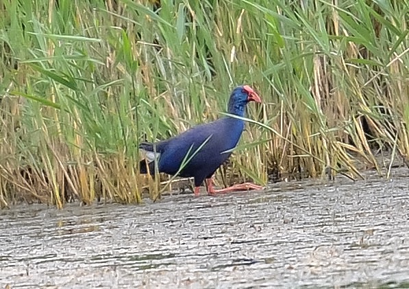 Western Purple Swamphen