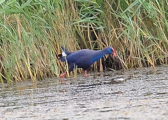 Western Purple Swamphen