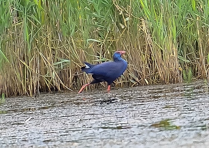 Western Purple Swamphen