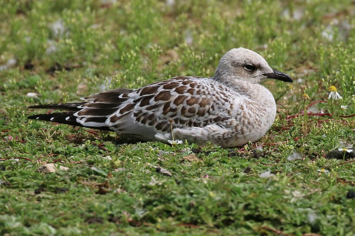 Mediterranean Gull