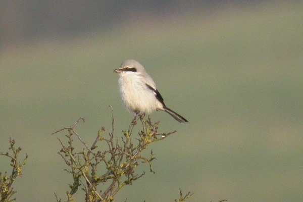 Great Grey Shrike