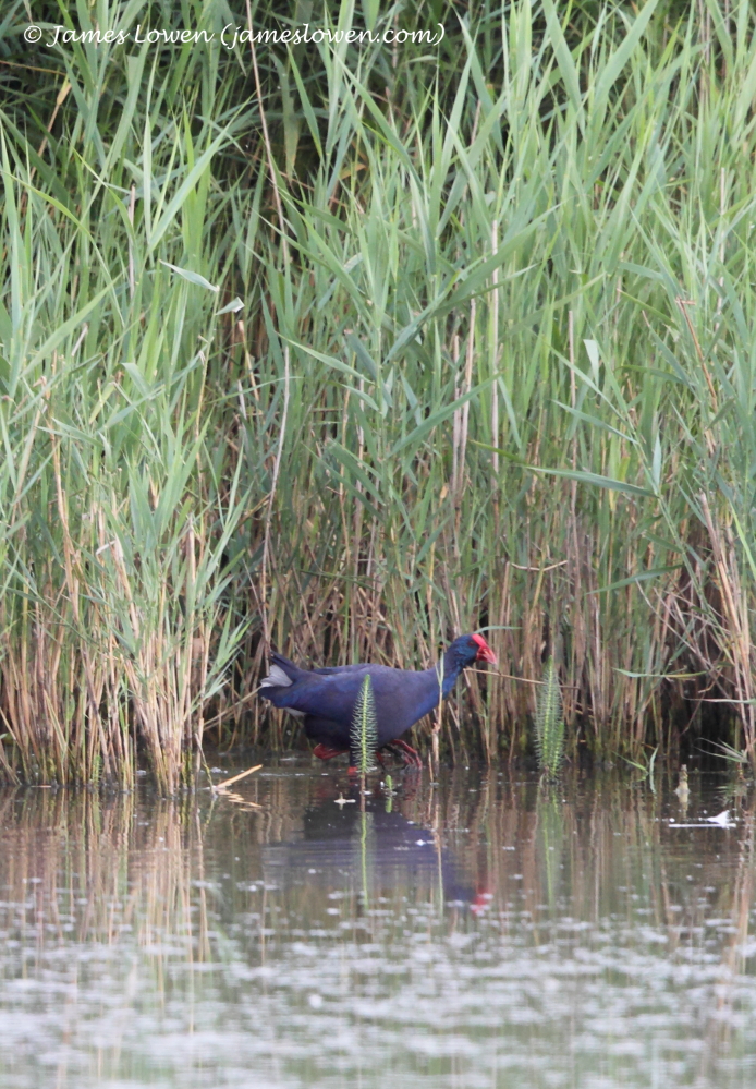 Western Purple Swamphen
