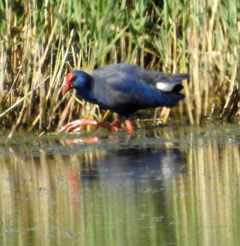 Western Purple Swamphen