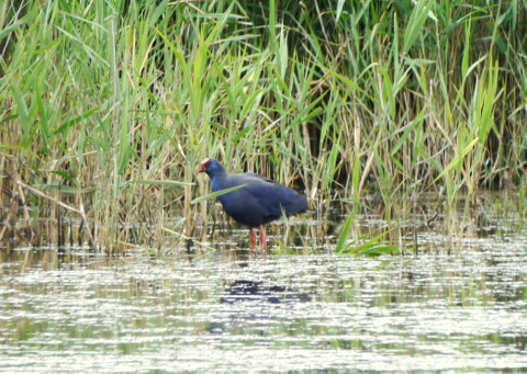 Western Purple Swamphen