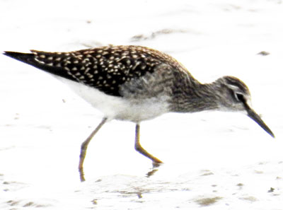 Wood Sandpiper