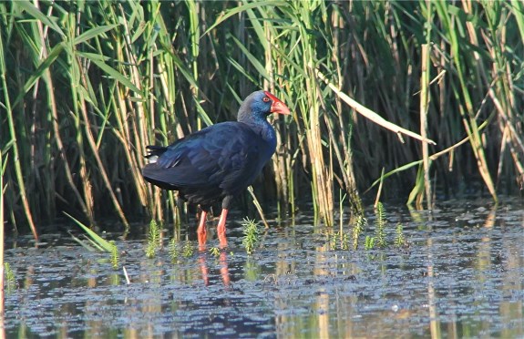 Western Purple Swamphen