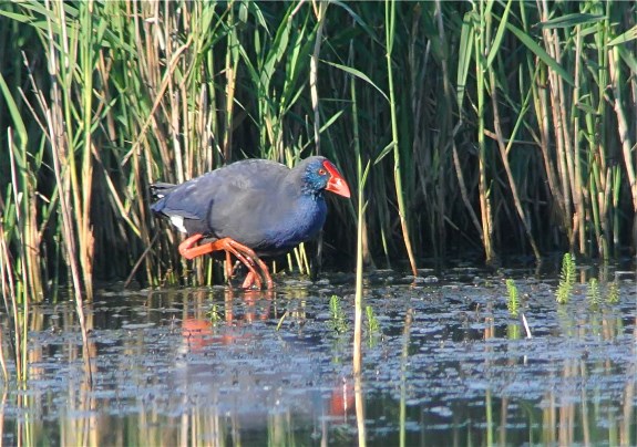 Western Purple Swamphen
