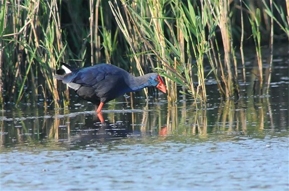 Western Purple Swamphen