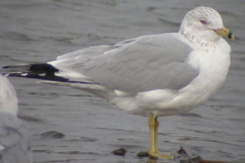 Ring-billed Gull