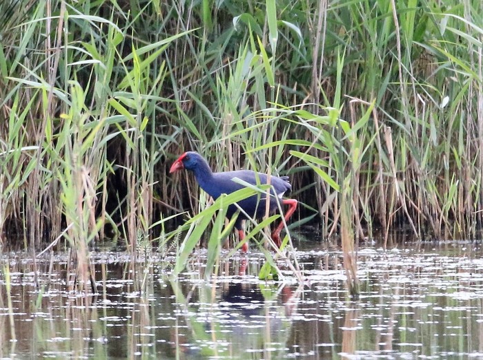 American Purple Gallinule