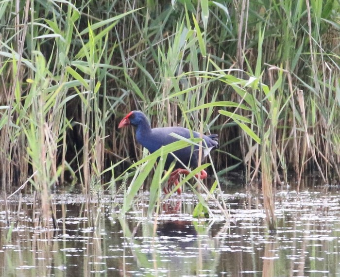 American Purple Gallinule