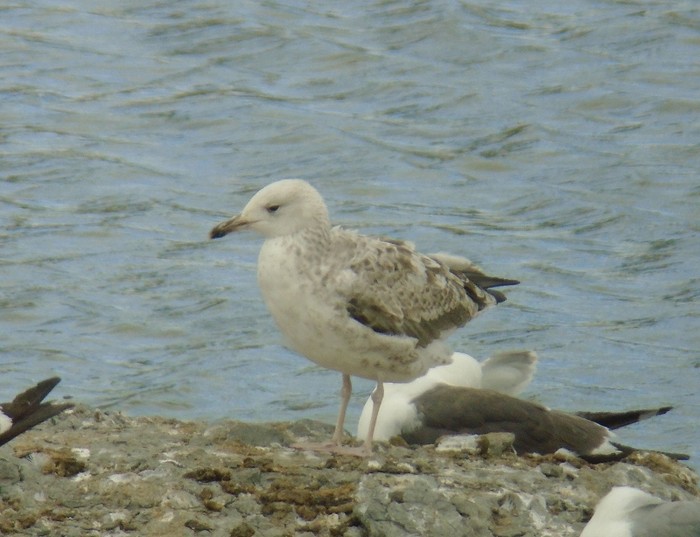 Caspian Gull
