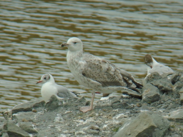 Caspian Gull