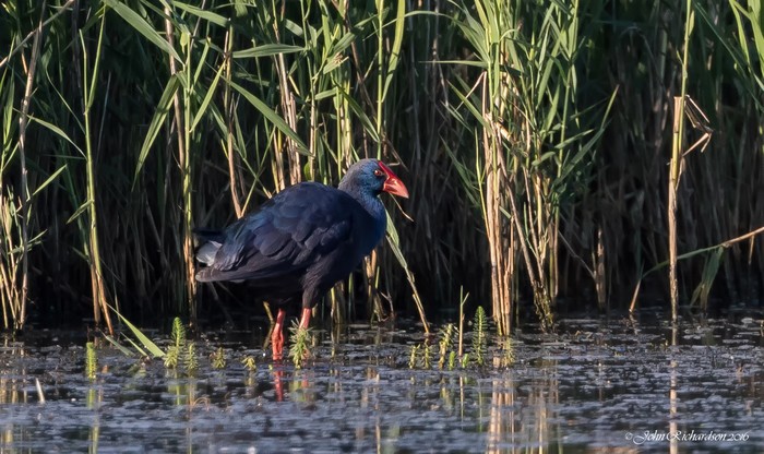 Western Purple Swamphen