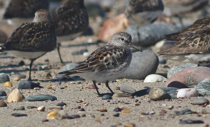 White-rumped Sandpiper