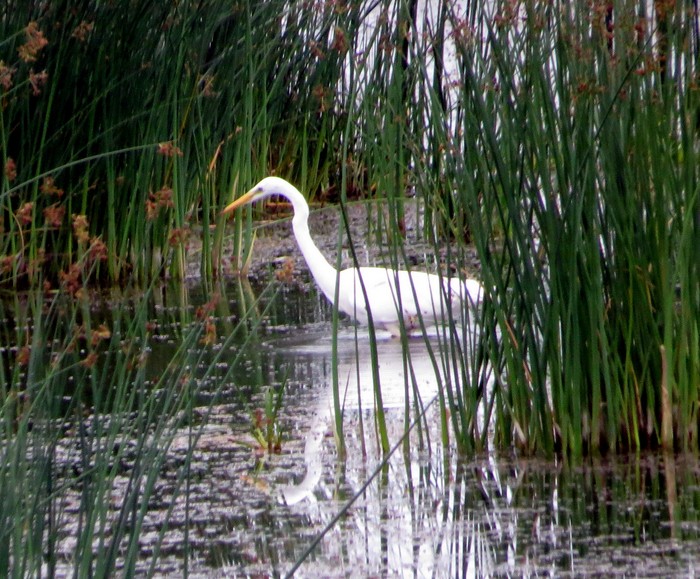 Great White Egret