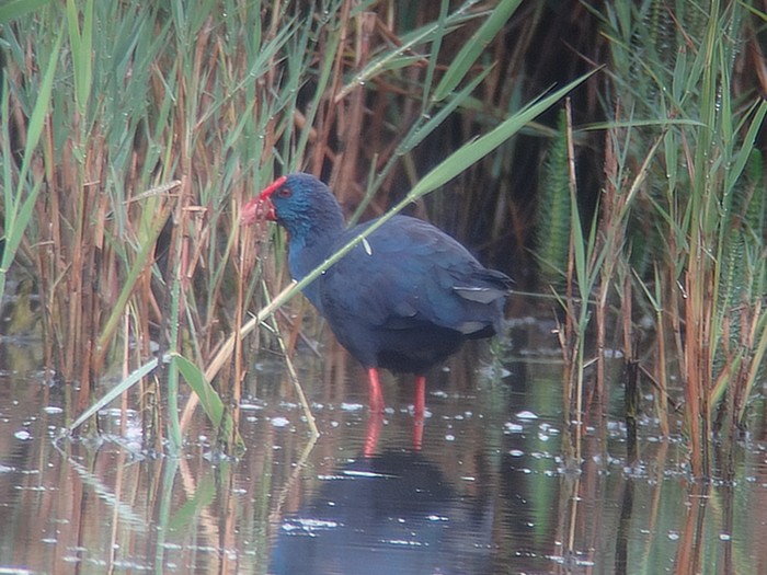 Western Purple Swamphen