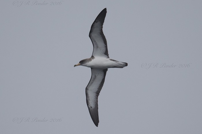 Cory's Shearwater