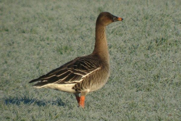 Tundra Bean Goose