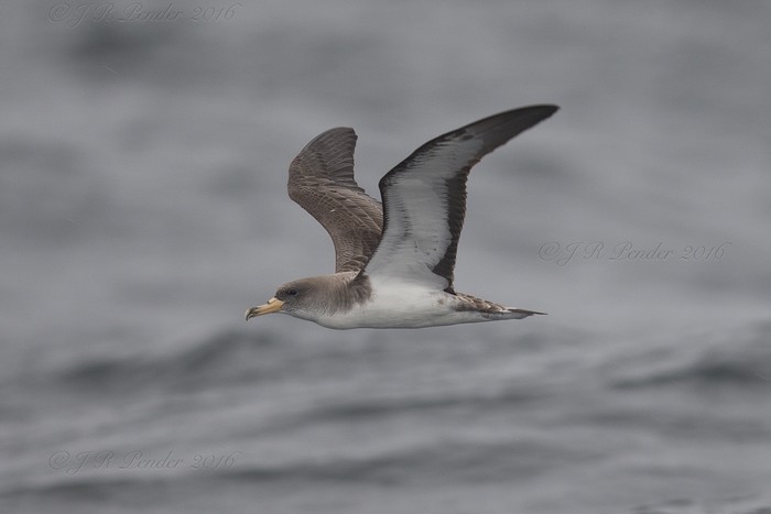 Cory's Shearwater