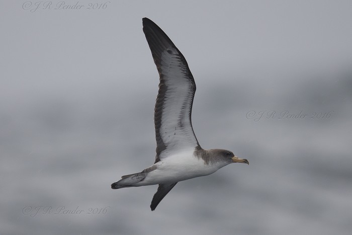 Cory's Shearwater