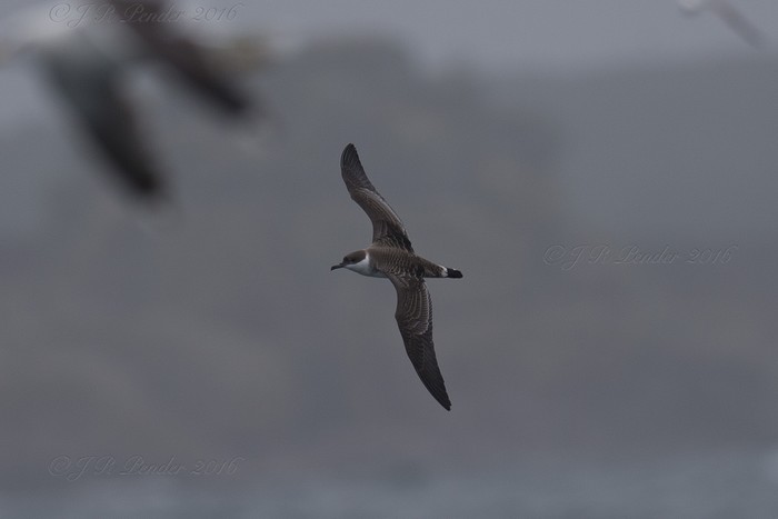 Great Shearwater