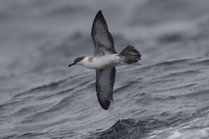 Great Shearwater
