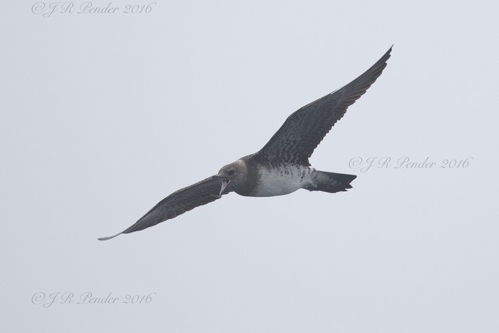Long-tailed Skua