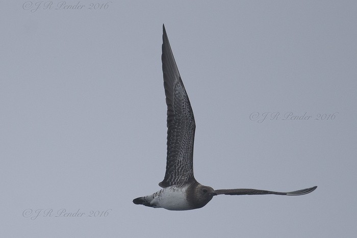 Long-tailed Skua