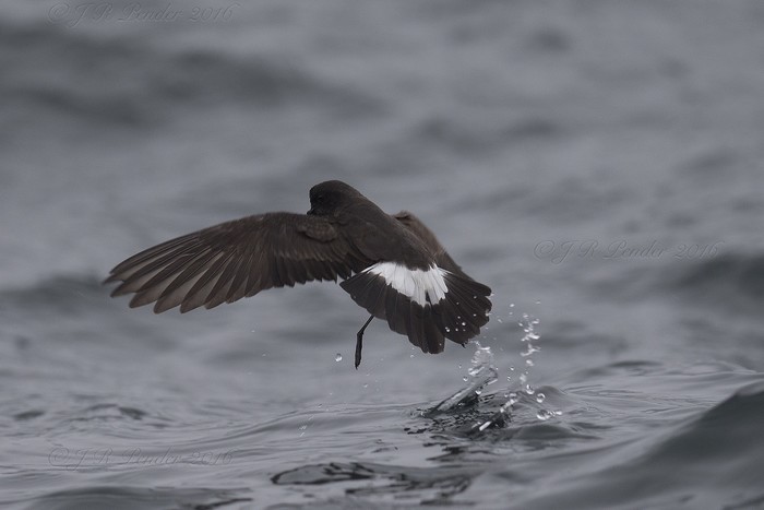 Storm Petrel