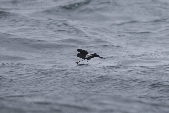 Wilson's Petrel